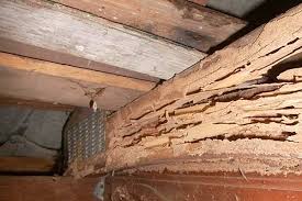 Termites_structural_damage