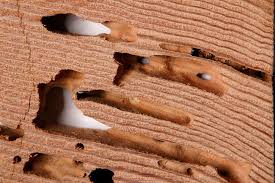 Termite_tunnels_in_wood